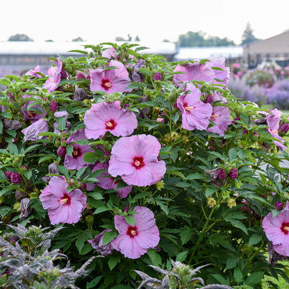 Summerific 'Lilac Crush' Rose Mallow in use.
