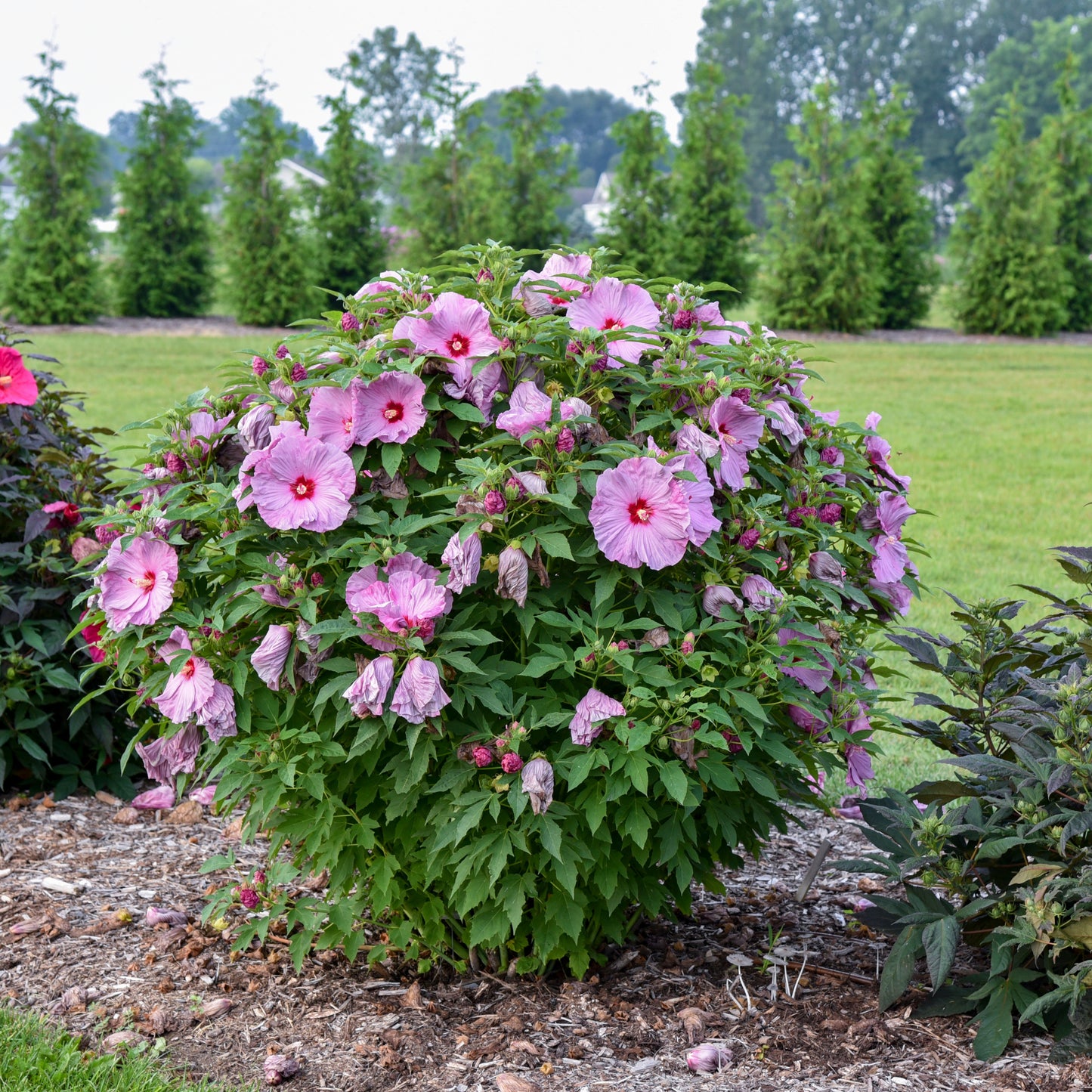 Summerific 'Lilac Crush' Rose Mallow in use.