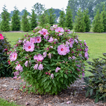Summerific 'Lilac Crush' Rose Mallow in use.