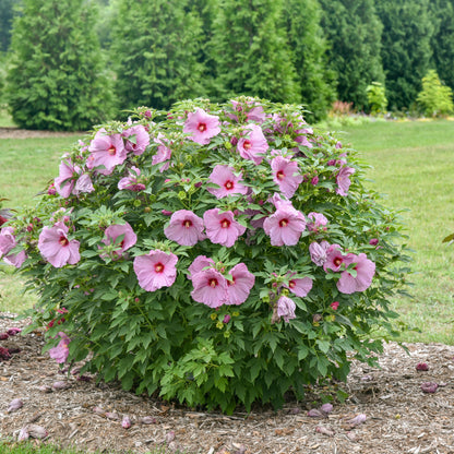 Summerific 'Lilac Crush' Rose Mallow in use.