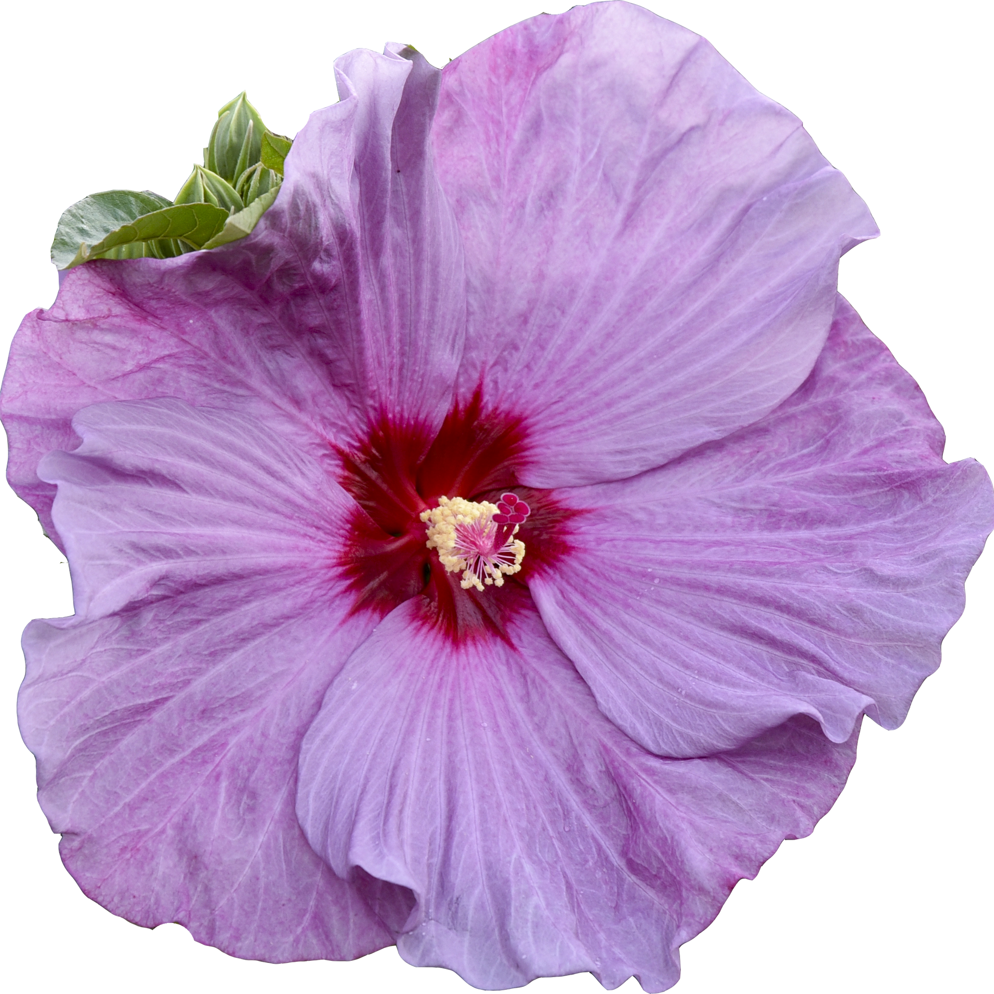 Summerific 'Lilac Crush' Rose Mallow in macro.