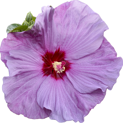 Summerific 'Lilac Crush' Rose Mallow in macro.