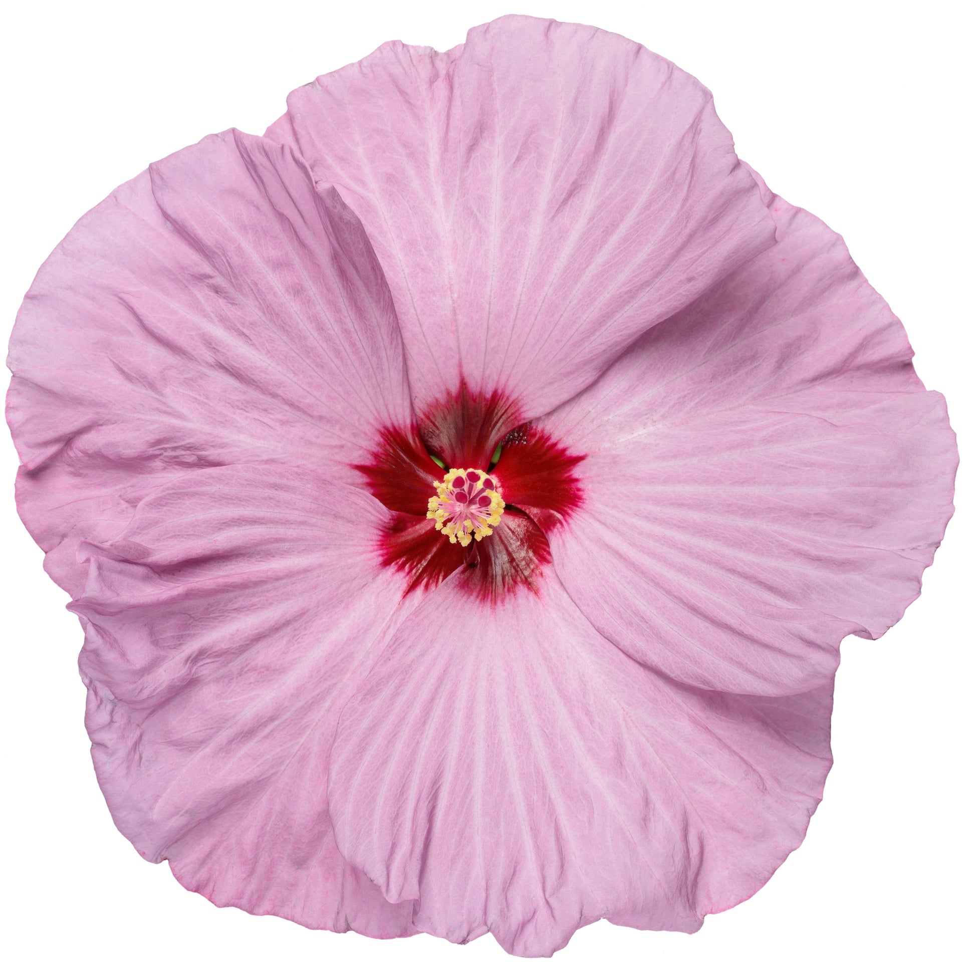 Summerific 'Lilac Crush' Rose Mallow in macro.