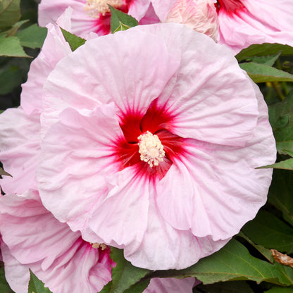 Summerific 'All Eyes on Me' Rose Mallow up close.