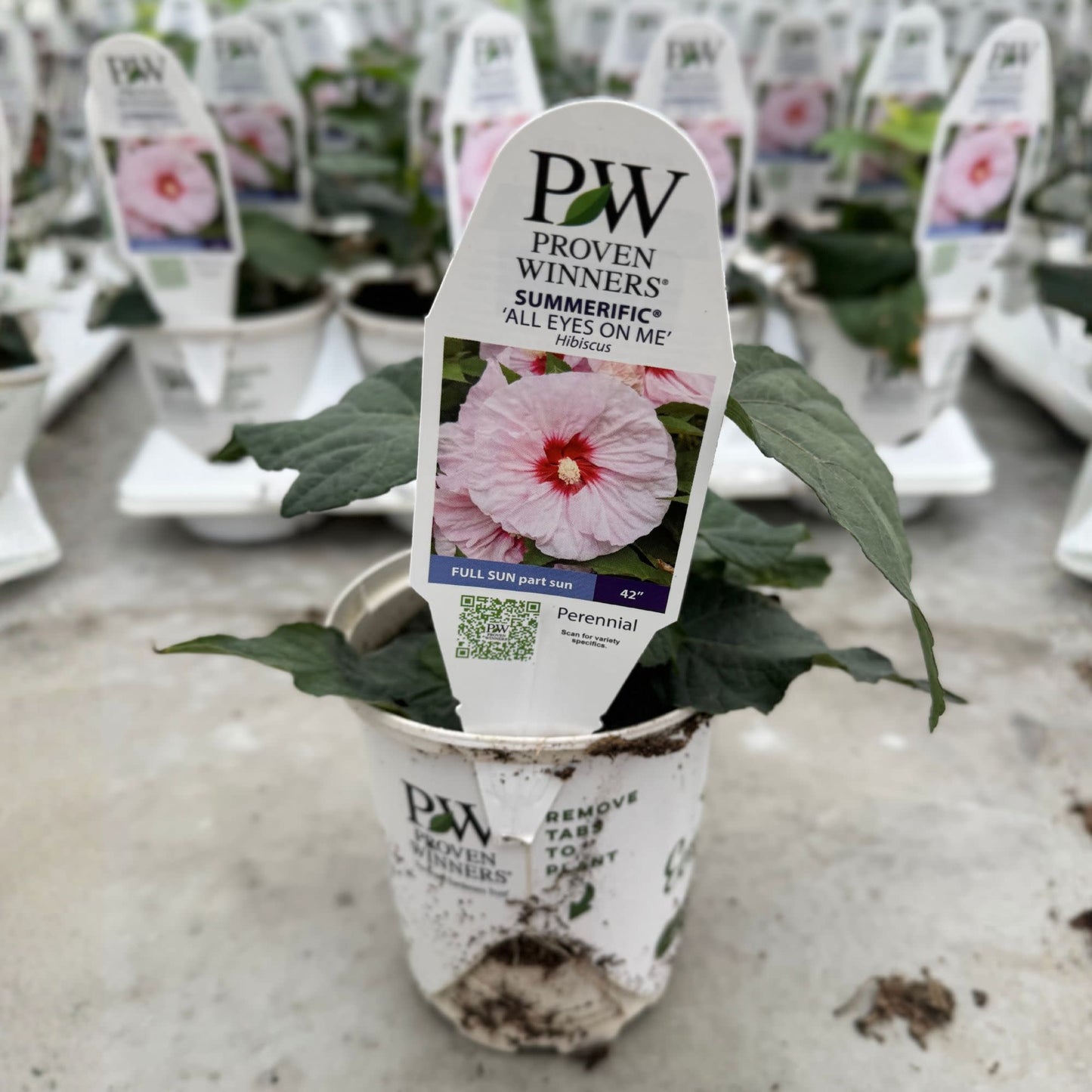 Summerific® 'All Eyes on Me' Rose Mallow (Hibiscus hybrid)
