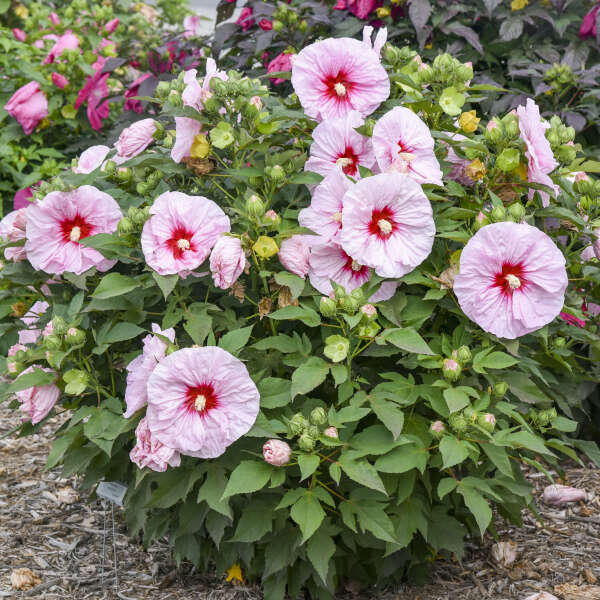 Summerific 'All Eyes on Me' Rose Mallow in focus.