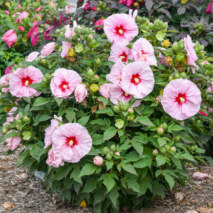 Summerific 'All Eyes on Me' Rose Mallow in focus.