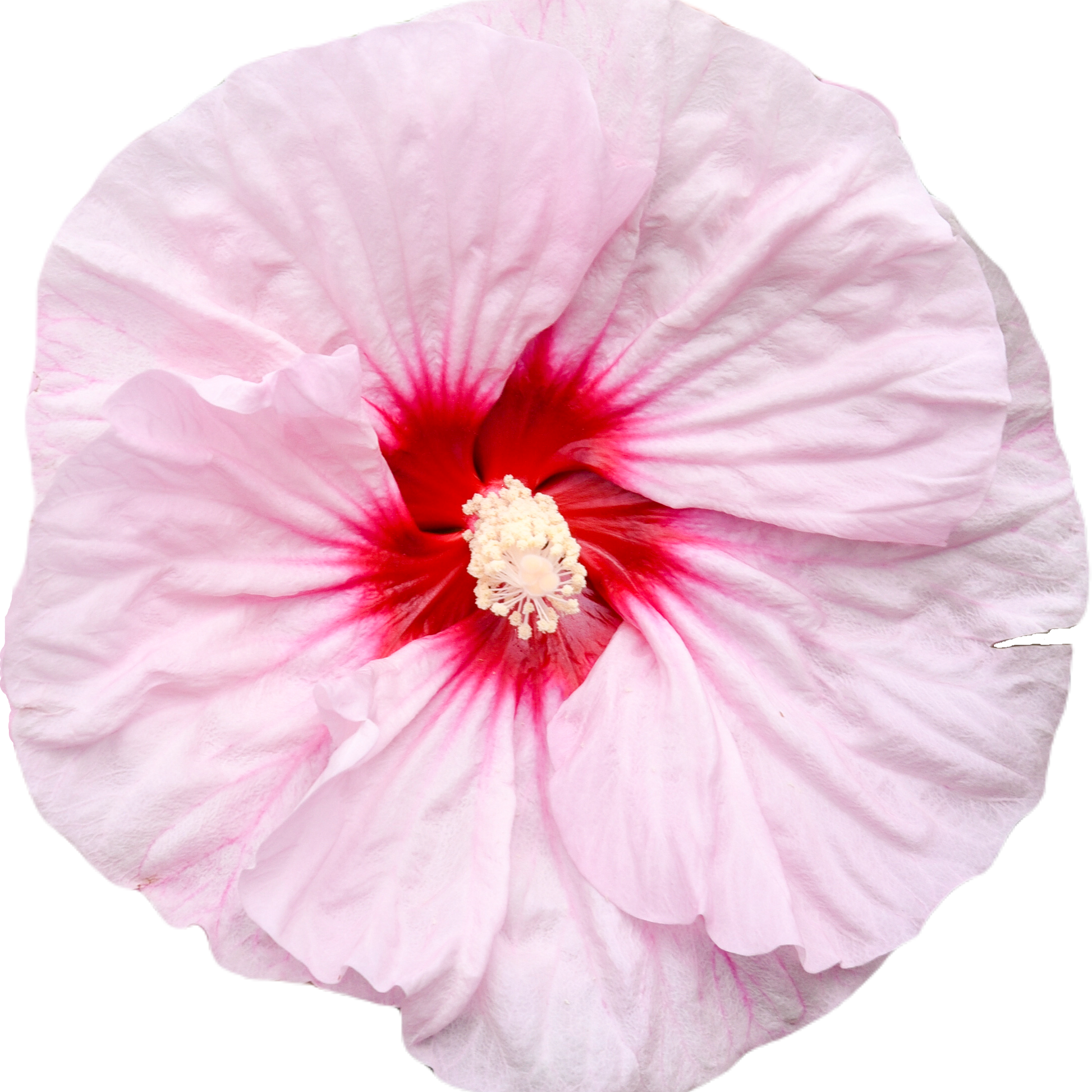 Summerific 'All Eyes on Me' Rose Mallow in macro.