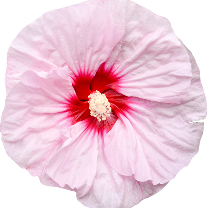 Summerific 'All Eyes on Me' Rose Mallow in macro.