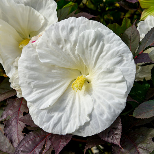 Summerific® 'Cookies and Cream' Rose Mallow (Hibiscus hybrid)