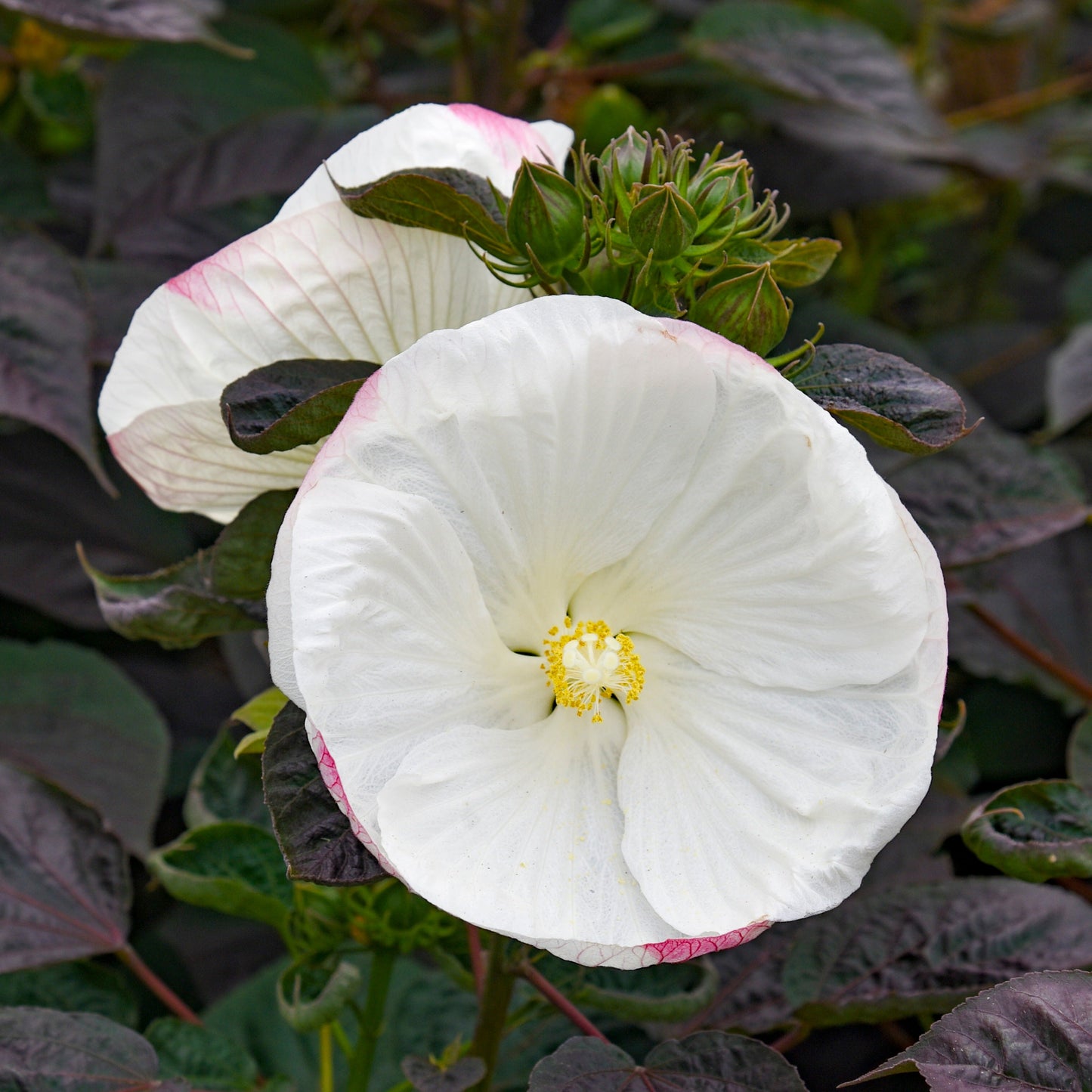 Summerific® 'Cookies and Cream' Rose Mallow (Hibiscus hybrid)