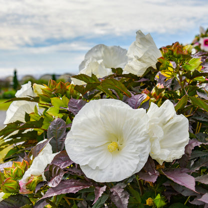 Summerific® 'Cookies and Cream' Rose Mallow (Hibiscus hybrid)