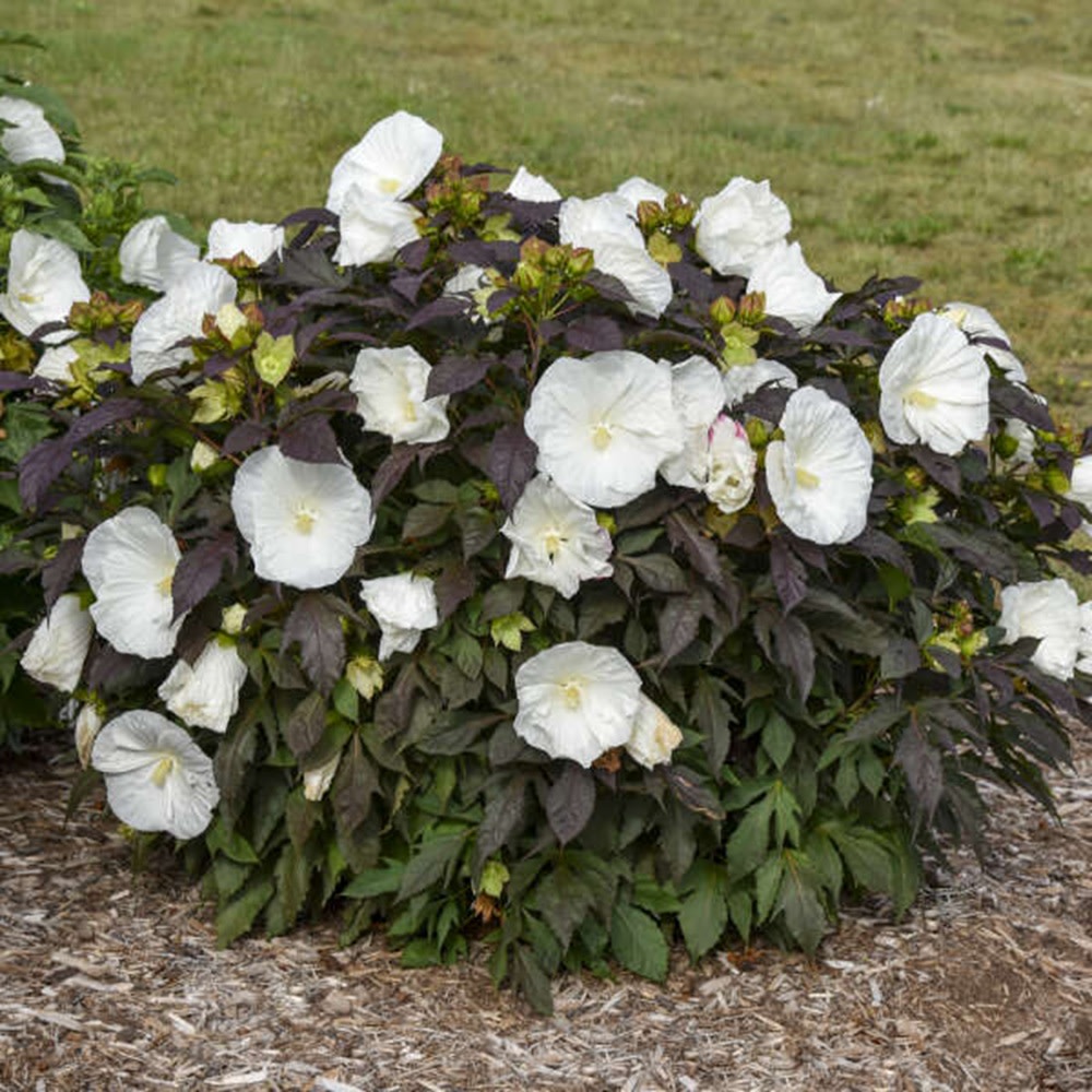 Summerific® 'Cookies and Cream' Rose Mallow (Hibiscus hybrid)
