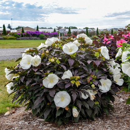 Summerific® 'Cookies and Cream' Rose Mallow (Hibiscus hybrid)