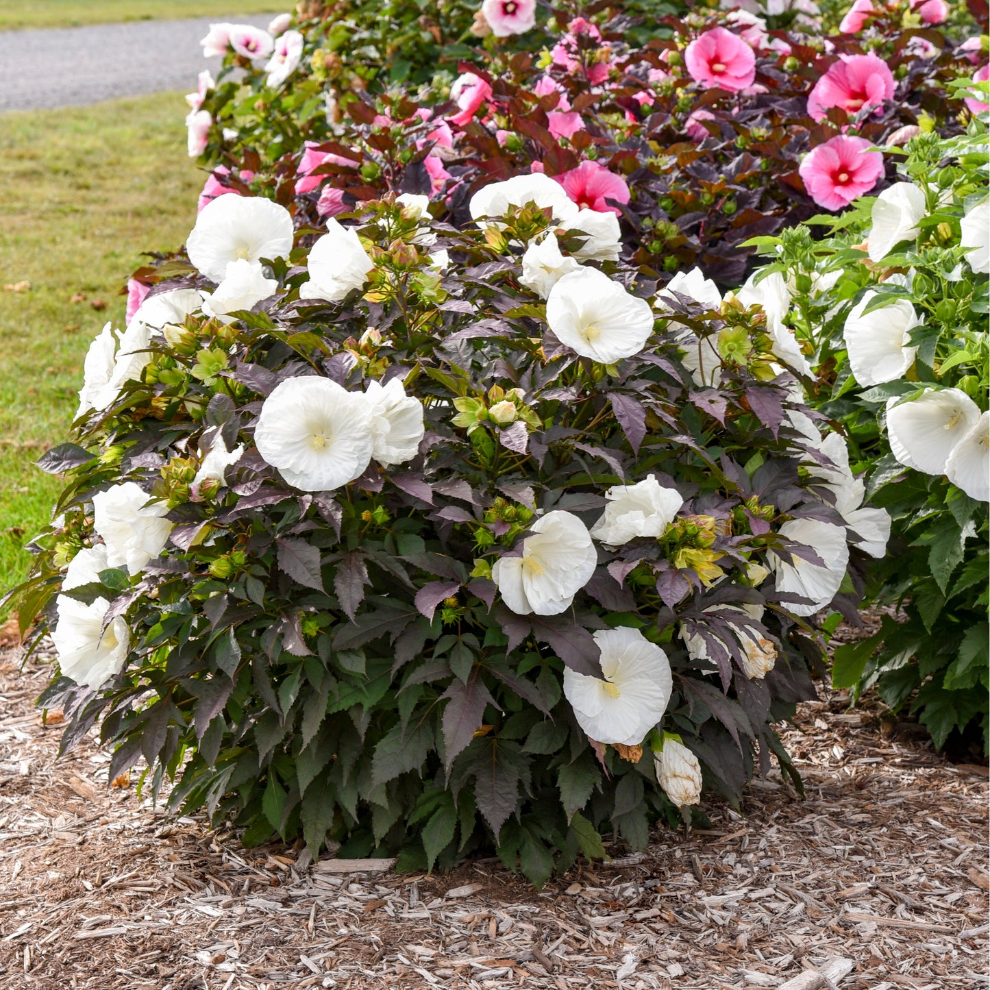 Summerific® 'Cookies and Cream' Rose Mallow (Hibiscus hybrid)