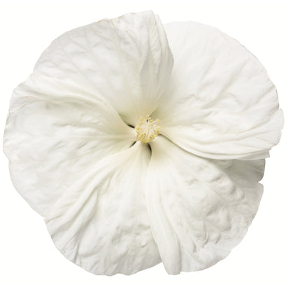 Summerific® 'Cookies and Cream' Rose Mallow (Hibiscus hybrid)