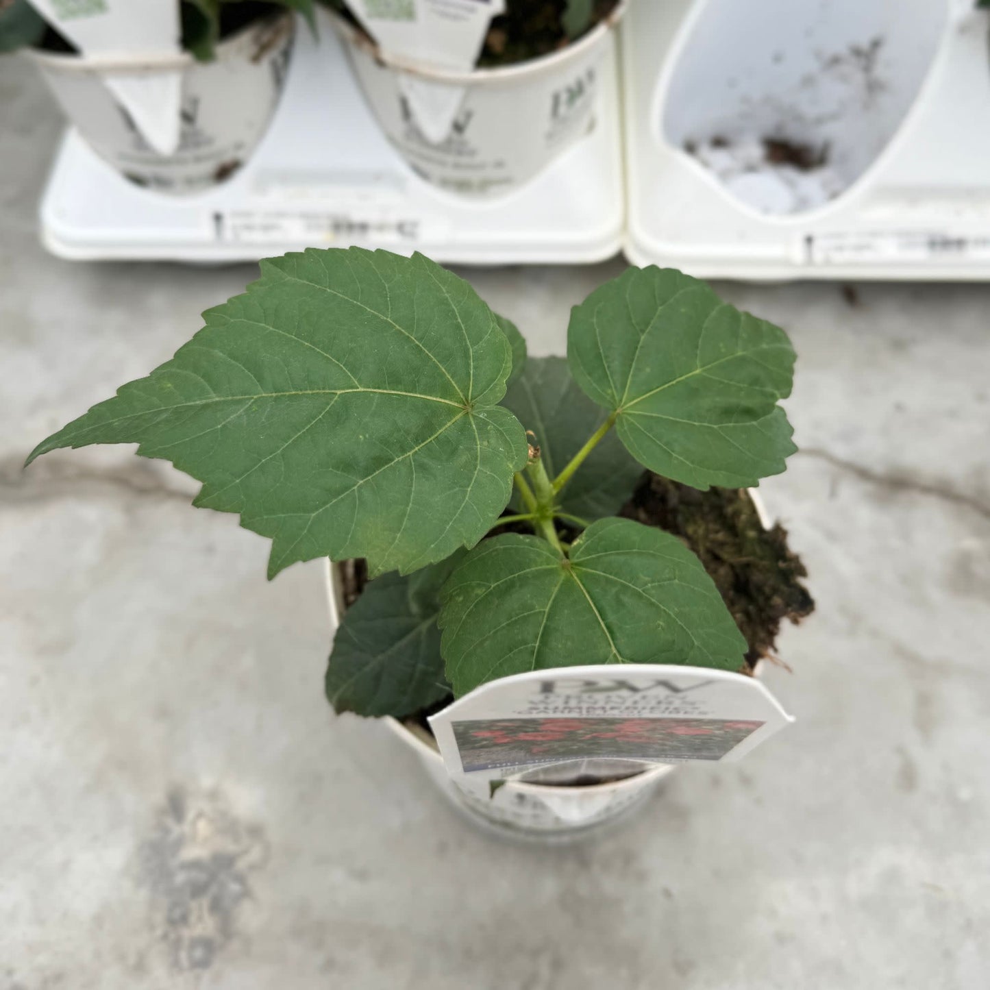 Summerific® 'Garnet Globes' Rose Mallow (Hibiscus hybrid) | Proven Winners® New Variety 2026