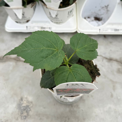 Summerific® 'Garnet Globes' Rose Mallow (Hibiscus hybrid) | Proven Winners® New Variety 2026