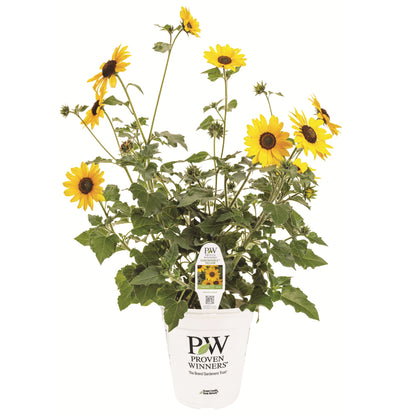 Limited Edition Royale™ | Suncredible® Yellow Sunflower (Helianthus hybrid)