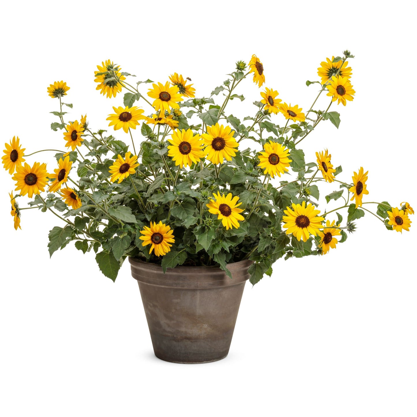 Limited Edition Royale™ | Suncredible® Yellow Sunflower (Helianthus hybrid)