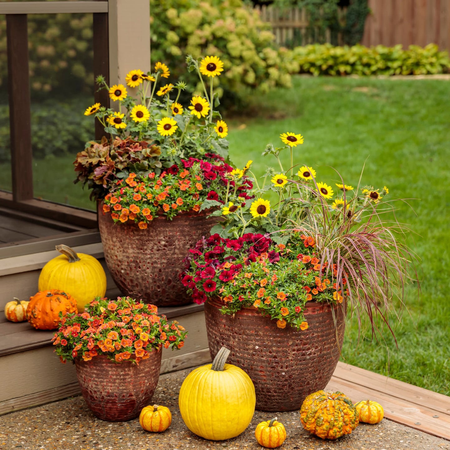 Suncredible® Yellow Sunflower (Helianthus hybrid)
