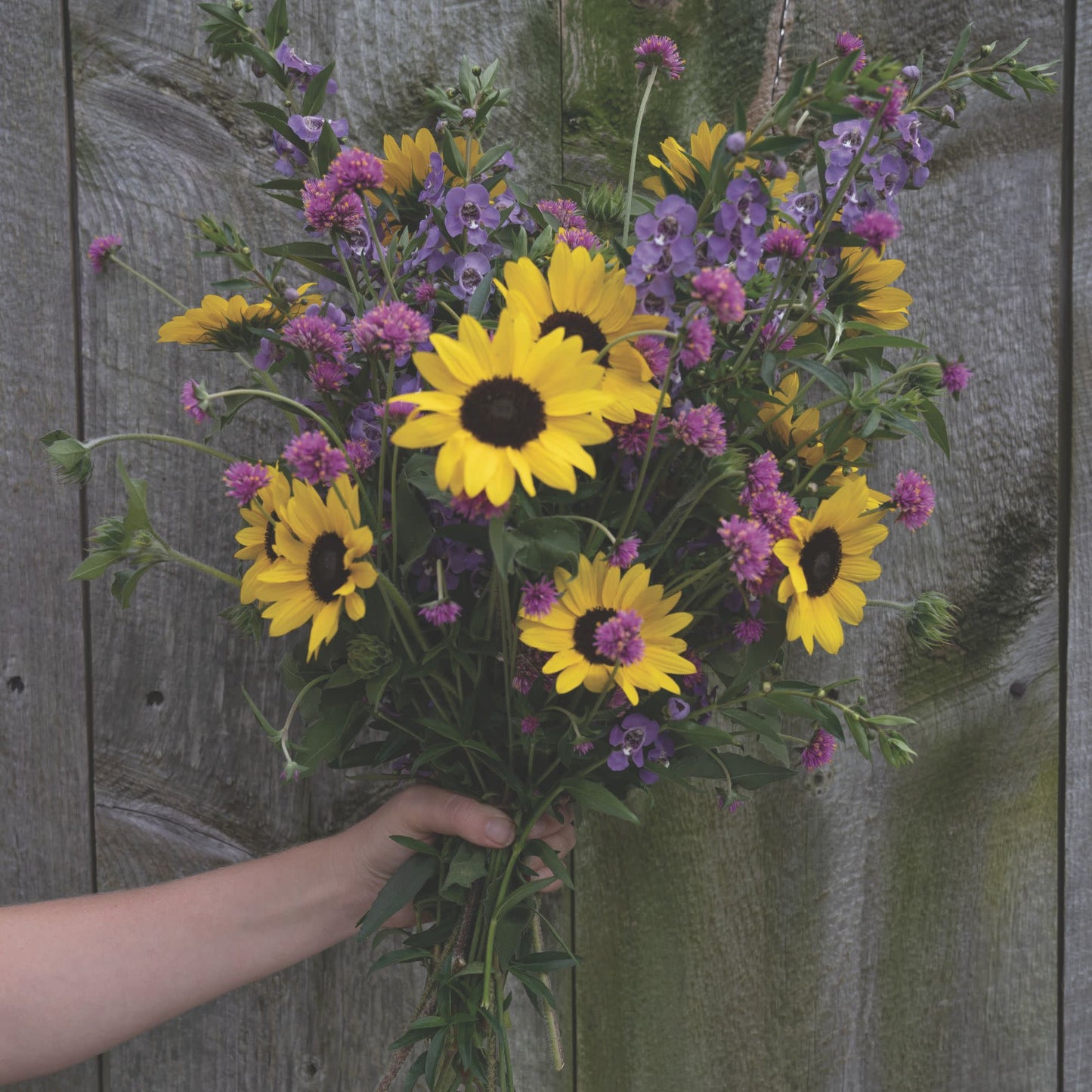 Suncredible® Yellow Sunflower (Helianthus hybrid)