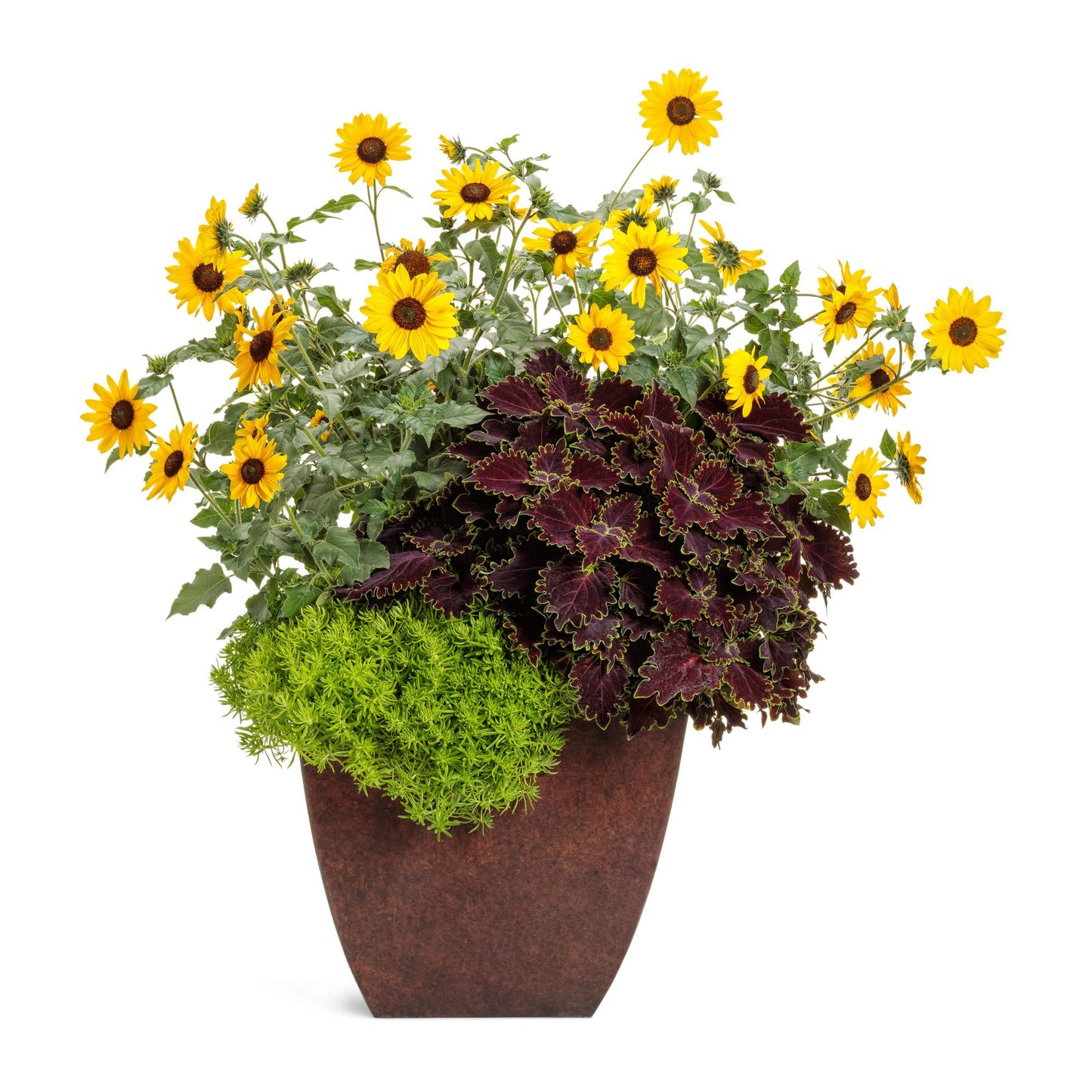 Suncredible® Yellow Sunflower (Helianthus hybrid)
