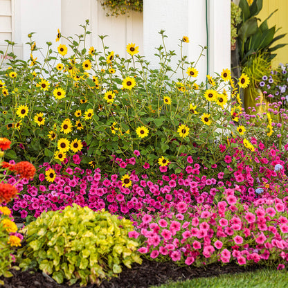 Suncredible® Yellow Sunflower (Helianthus hybrid)