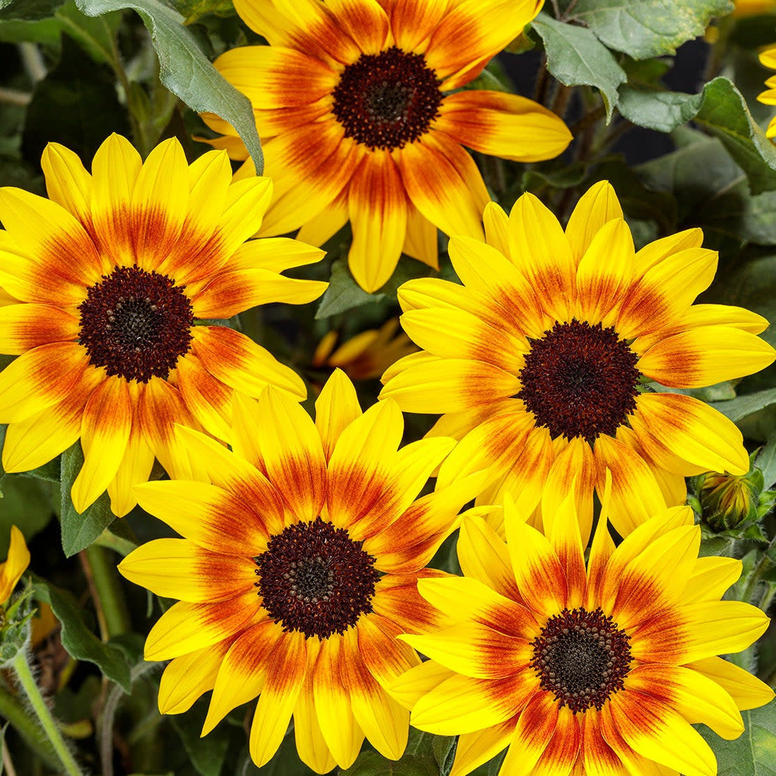 Sunflower | Suncredible® Saturn™ | Proven Winners® Annuals