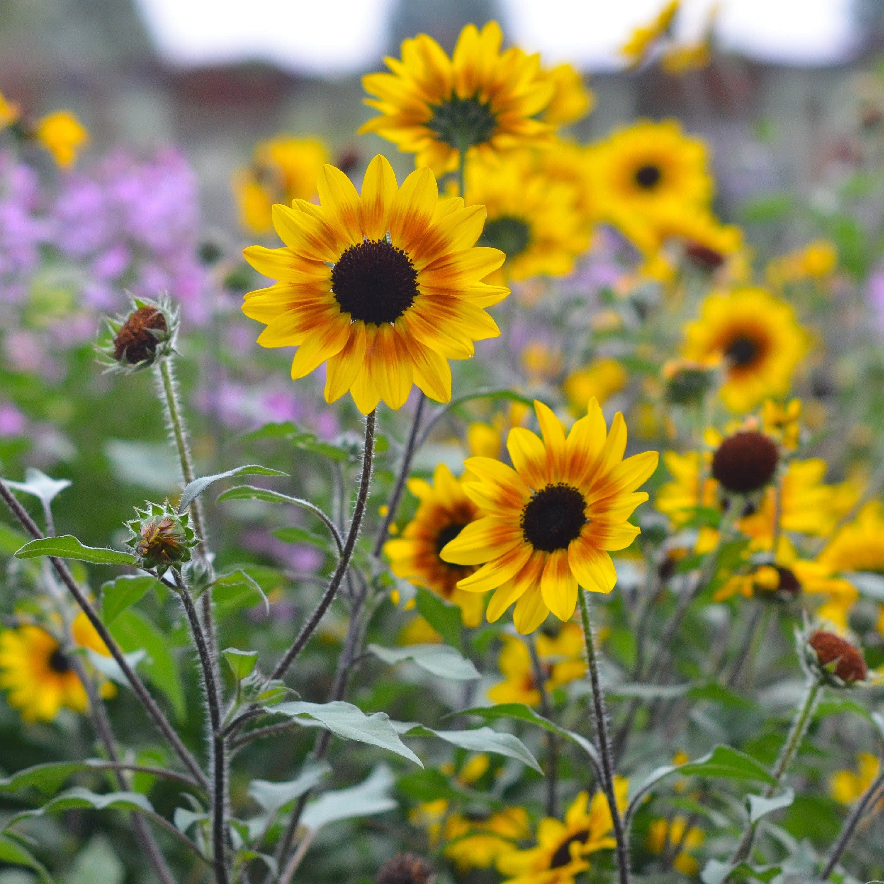 Sunflower | Suncredible® Saturn™ | Proven Winners® Annuals