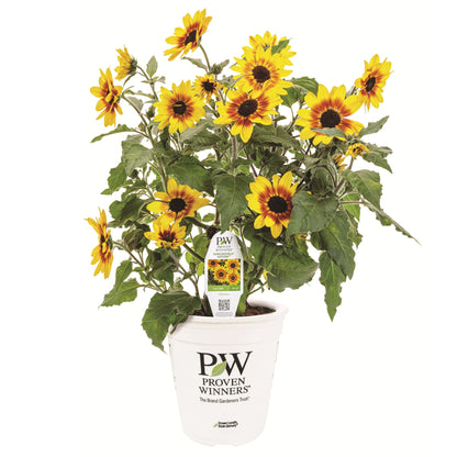 Limited Edition Royale™ | Suncredible® Saturn™ Sunflower (Helianthus hybrid)