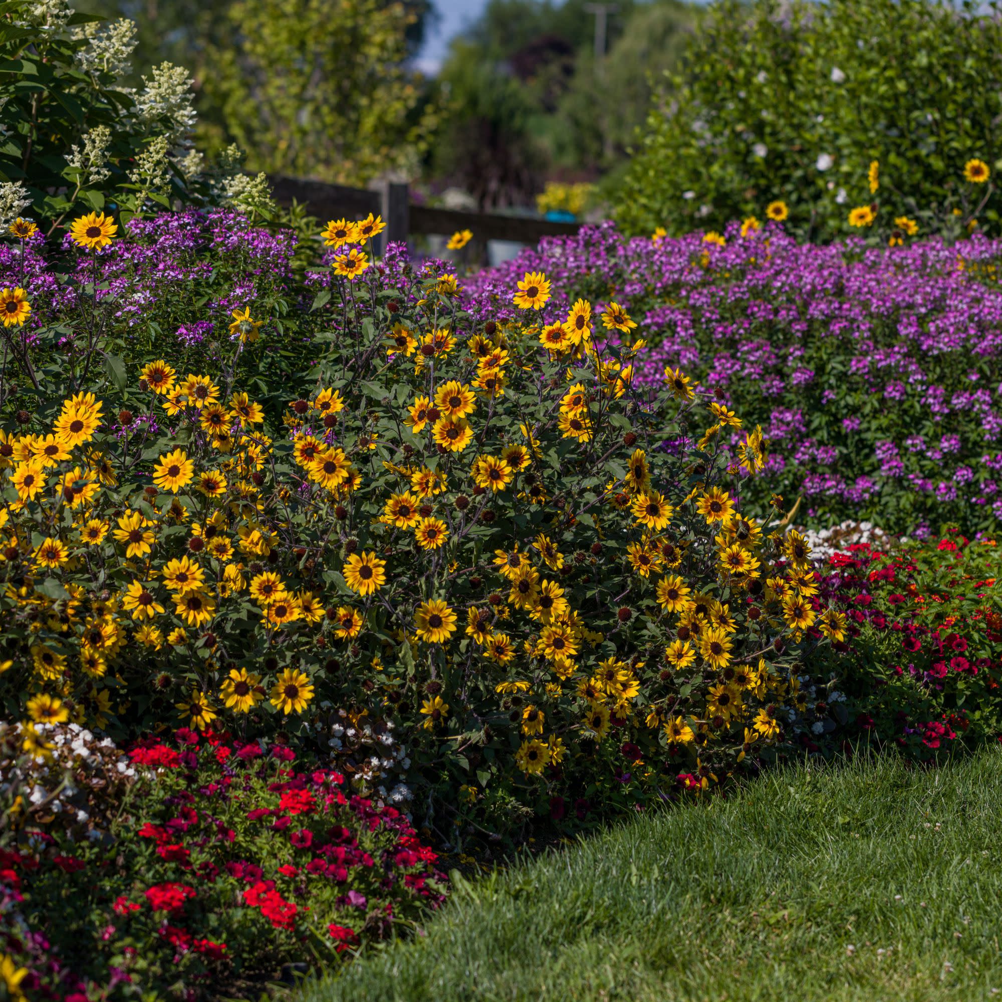 Sunflower | Suncredible® Saturn™ | Proven Winners® Annuals