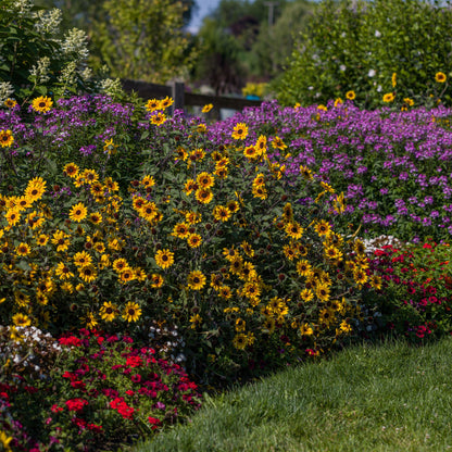 Suncredible® Saturn™ Sunflower (Helianthus hybrid)