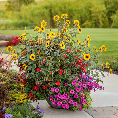 Suncredible® Saturn™ Sunflower (Helianthus hybrid)