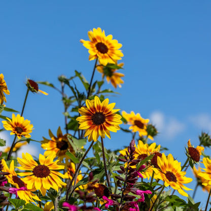 Limited Edition Royale™ | Suncredible® Saturn™ Sunflower (Helianthus hybrid)