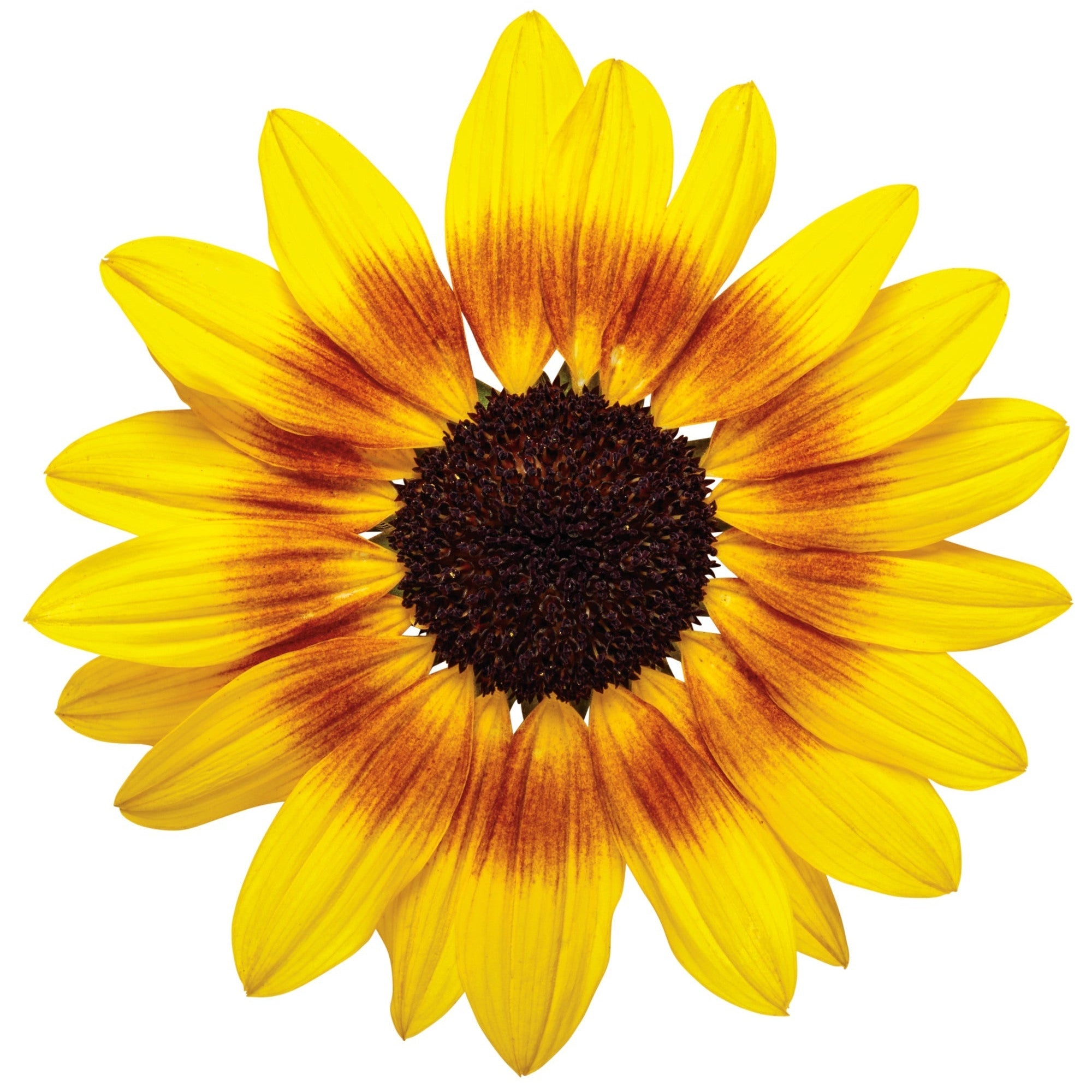 Sunflower | Suncredible® Saturn™ | Proven Winners® Annuals