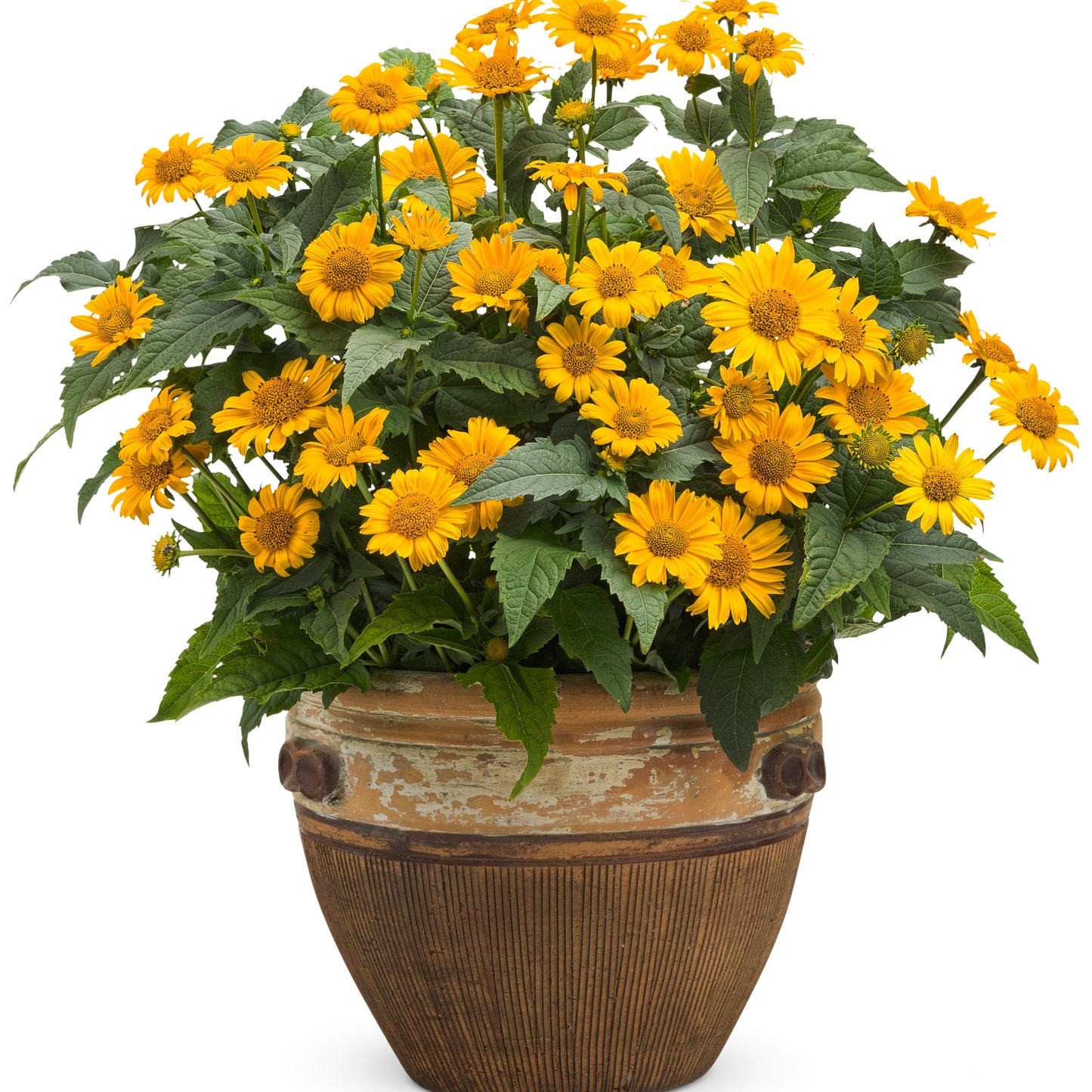 'Tuscan Sun' False Sunflower (Heliopsis helianthoides)