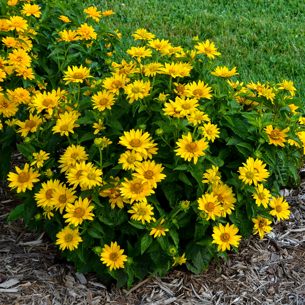 Tuscan Gold™ False Sunflower (Heliopsis helianthoides)