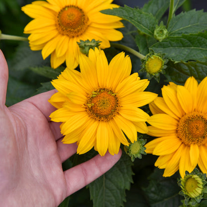 Tuscan Gold™ False Sunflower (Heliopsis helianthoides)