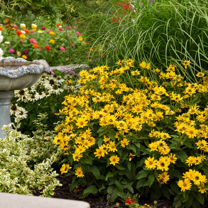 Tuscan Gold™ False Sunflower (Heliopsis helianthoides)