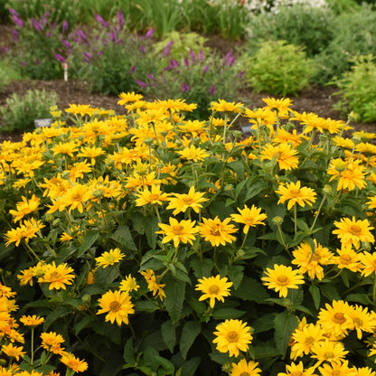 Tuscan Gold™ False Sunflower (Heliopsis helianthoides)