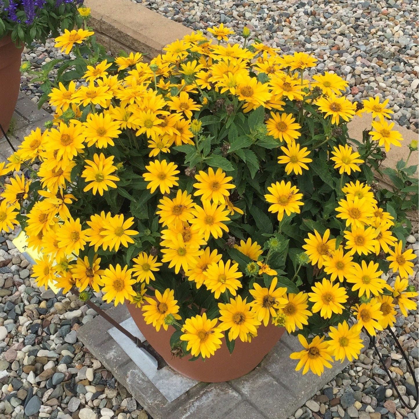 Tuscan Gold™ False Sunflower (Heliopsis helianthoides)