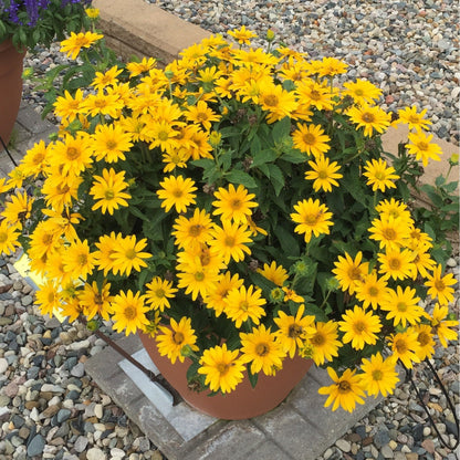 Tuscan Gold™ False Sunflower (Heliopsis helianthoides)