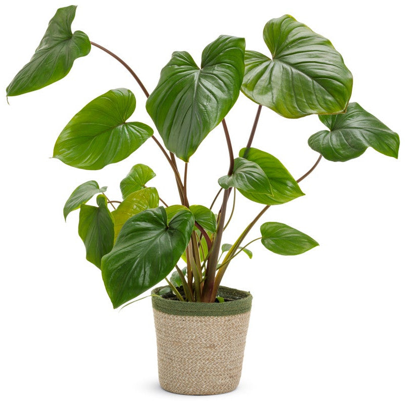 leafjoy StyleLush Sea Turtle StyleLush Sea Turtle Shield Plant in container.