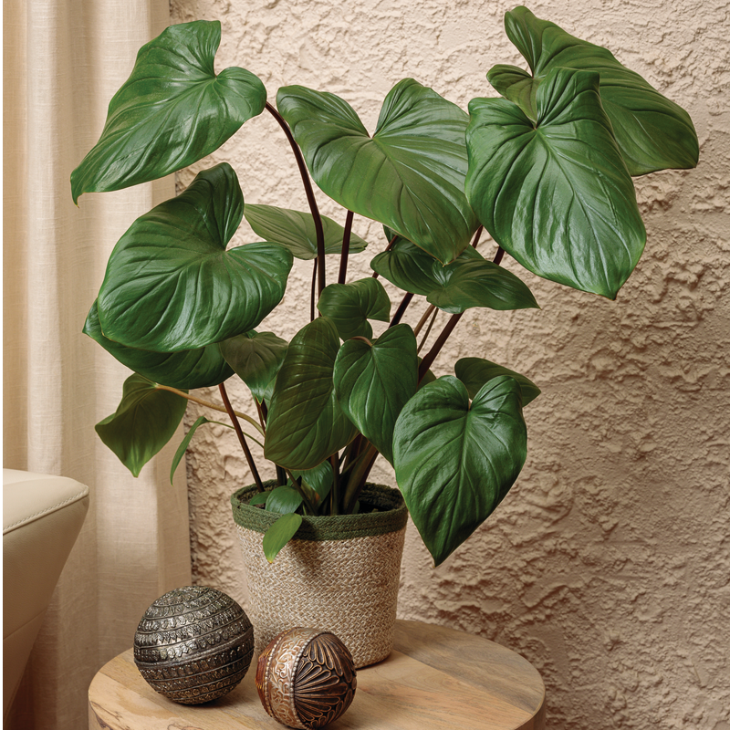 leafjoy StyleLush Sea Turtle StyleLush Sea Turtle Shield Plant in use.
