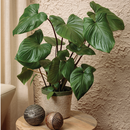 leafjoy StyleLush Sea Turtle StyleLush Sea Turtle Shield Plant in use.