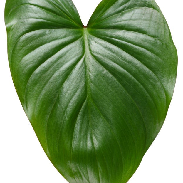 leafjoy StyleLush Sea Turtle StyleLush Sea Turtle Shield Plant in macro.
