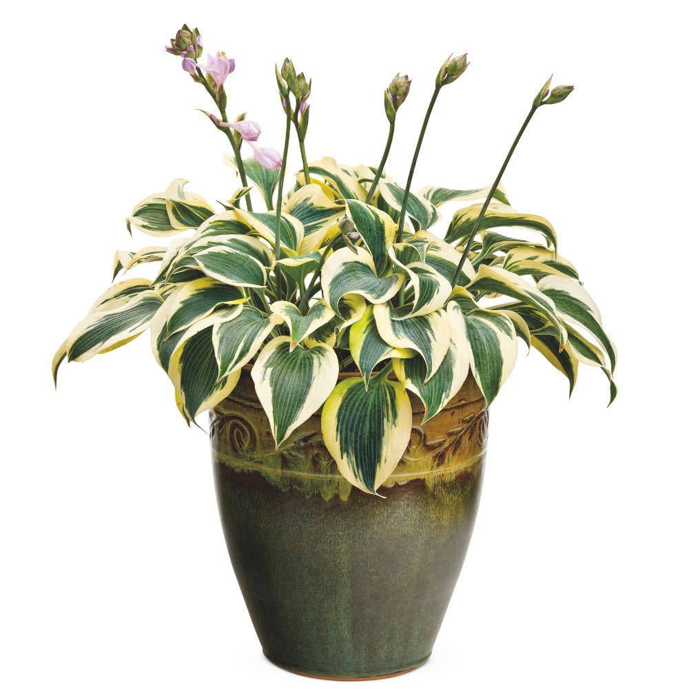 Shadowland® 'Autumn Frost' Hosta
