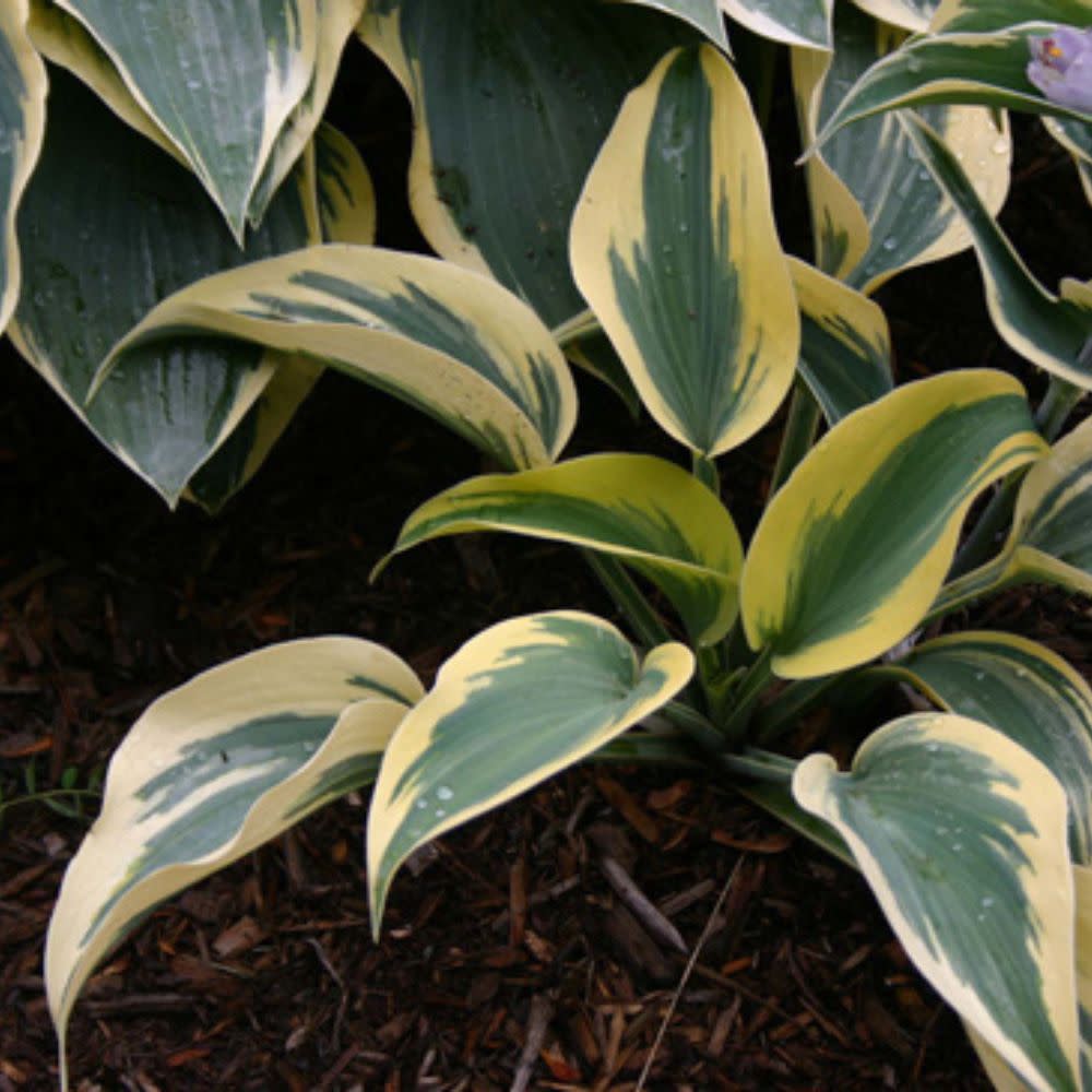Shadowland® 'Autumn Frost' Hosta