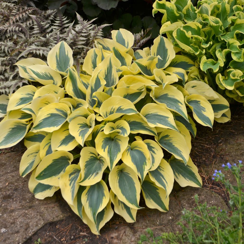 Shadowland® 'Autumn Frost' Hosta